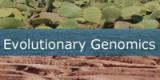 A work published in Genome Research identifies many new functional amino acid tandem repeats in human proteins