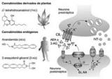 Un descobriment obre noves perspectives per als tractaments convencionals contra el dolor i l'ansietat (nota generada per la UPF)