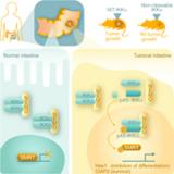 Identificada una nueva función de una proteína implicada en el cáncer de colon