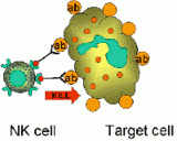 The IMIM is participating in a research project on NK cell activation